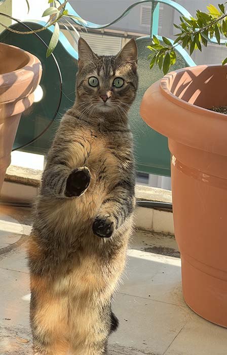 Tiger outside