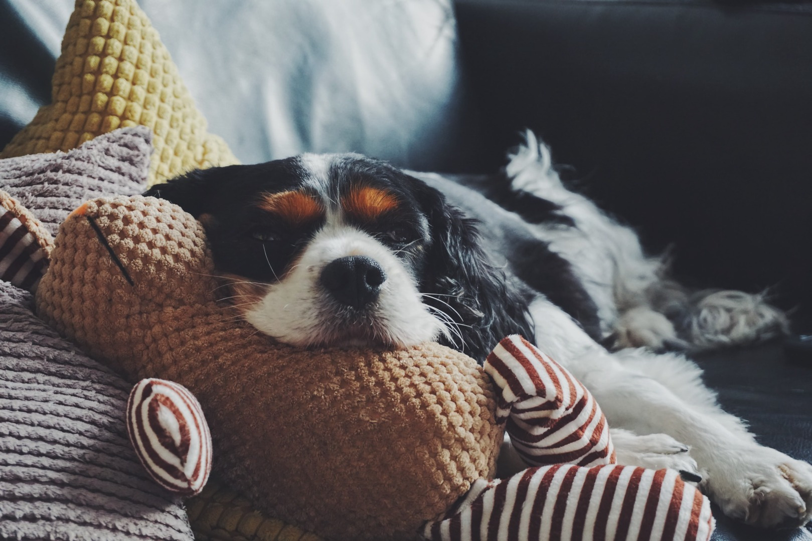 Cute bored dog