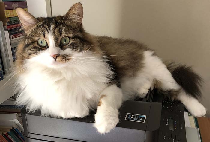 Wolfie the cat